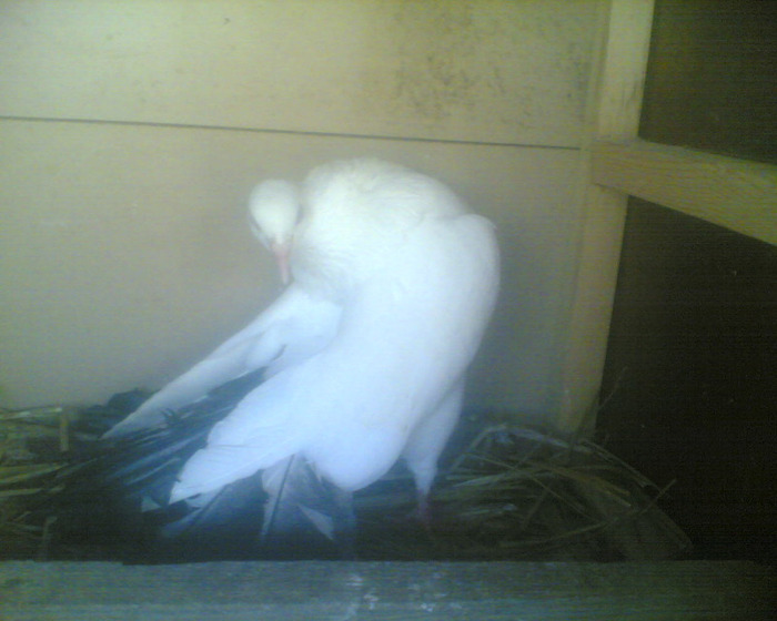 Image039 - alb coada negru sters