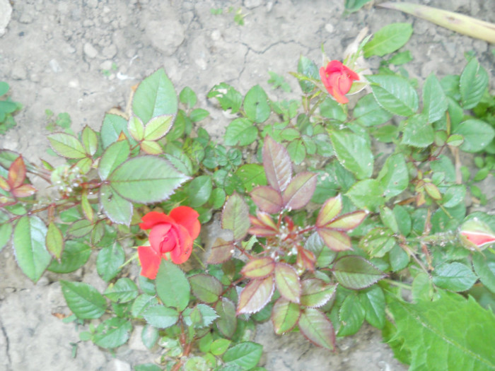  - Plante