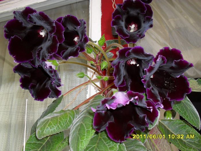 flori-01 06 2011 001 - Flori 2011