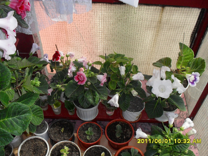 flori-01 06 2011 004 - Flori 2011