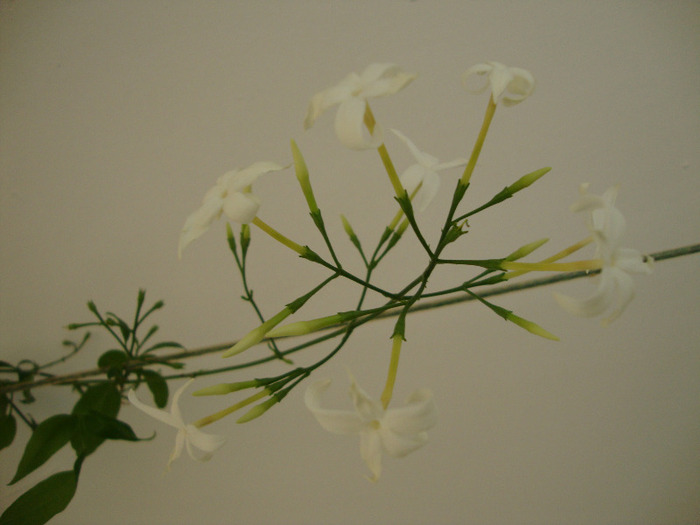 DSC02937 - 0 Jasminum polyanthum