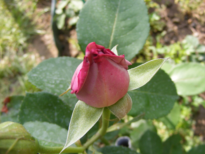 Mainzer Fastnacht-(Sissi)-(Blue Moon); Thea hybrid,floare mare ,40 petale,de expozitie,parfum mediu(3 puncte din 5),inaltime0,6-1,5m
 Mainzer Fastnacht-(Sissi)-(Blue Moon); Thea hybrid,floare mare ,40 petale,de expozitie,parfum mediu(3 puncte din 5),inaltime0,6-1,5m