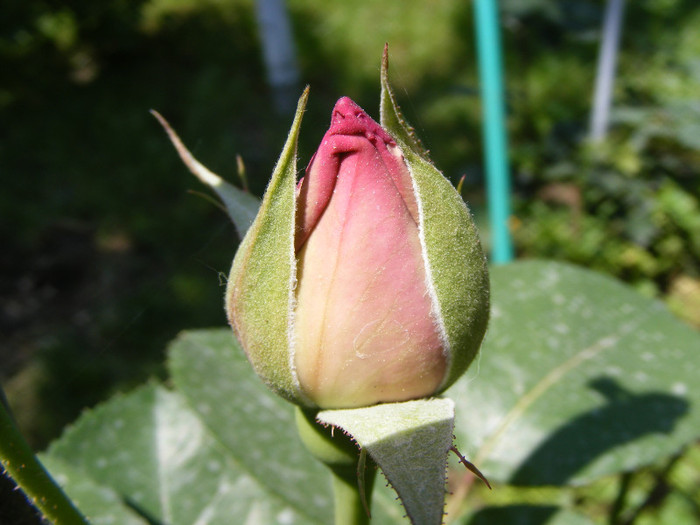 Mainzer Fastnacht-(Sissi)-(Blue Moon); Thea hybrid,floare mare ,40 petale,de expozitie,parfum mediu(3 puncte din 5),inaltime0,6-1,5m
 Mainzer Fastnacht-(Sissi)-(Blue Moon); Thea hybrid,floare mare ,40 petale,de expozitie,parfum mediu(3 puncte din 5),inaltime0,6-1,5m