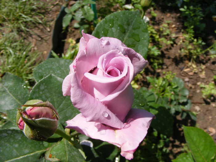 Mainzer Fastnacht-(Sissi)-(Blue Moon); Thea hybrid,floare mare ,40 petale,de expozitie,parfum mediu(3 puncte din 5),inaltime0,6-1,5m
 Mainzer Fastnacht-(Sissi)-(Blue Moon); Thea hybrid,floare mare ,40 petale,de expozitie,parfum mediu(3 puncte din 5),inaltime0,6-1,5m