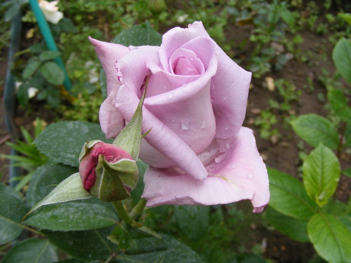 Mainzer Fastnacht-(Sissi)-(Blue Moon); Thea hybrid,floare mare ,40 petale,de expozitie,parfum mediu(3 puncte din 5),inaltime0,6-1,5m
 Mainzer Fastnacht-(Sissi)-(Blue Moon); Thea hybrid,floare mare ,40 petale,de expozitie,parfum mediu(3 puncte din 5),inaltime0,6-1,5m