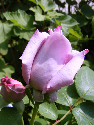 Mainzer Fastnacht-(Sissi)-(Blue Moon); Thea hybrid,floare mare ,40 petale,de expozitie,parfum mediu(3 puncte din 5),inaltime0,6-1,5m
 Mainzer Fastnacht-(Sissi)-(Blue Moon); Thea hybrid,floare mare ,40 petale,de expozitie,parfum mediu(3 puncte din 5),inaltime0,6-1,5m