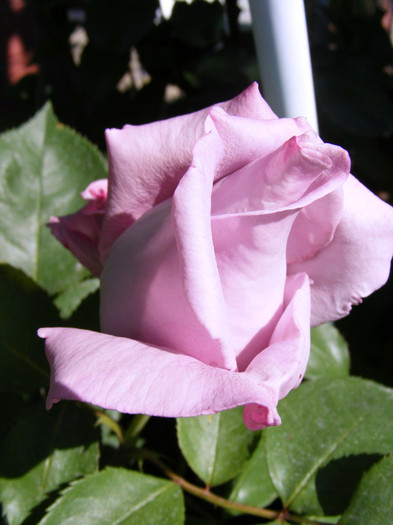 Mainzer Fastnacht-(Sissi)-(Blue Moon); Thea hybrid,floare mare ,40 petale,de expozitie,parfum mediu(3 puncte din 5),inaltime0,6-1,5m
 Mainzer Fastnacht-(Sissi)-(Blue Moon); Thea hybrid,floare mare ,40 petale,de expozitie,parfum mediu(3 puncte din 5),inaltime0,6-1,5m