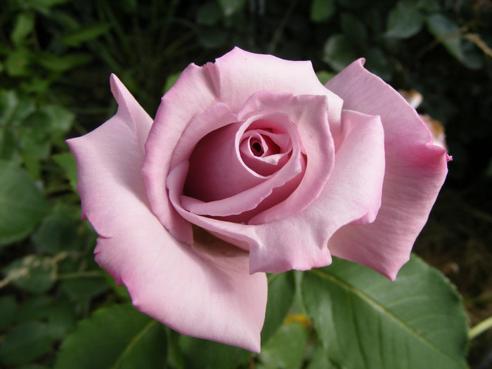 Mainzer Fastnacht-(Sissi)-(Blue Moon); Thea hybrid,floare mare ,40 petale,de expozitie,parfum mediu(3 puncte din 5),inaltime0,6-1,5m
 Mainzer Fastnacht-(Sissi)-(Blue Moon); Thea hybrid,floare mare ,40 petale,de expozitie,parfum mediu(3 puncte din 5),inaltime0,6-1,5m