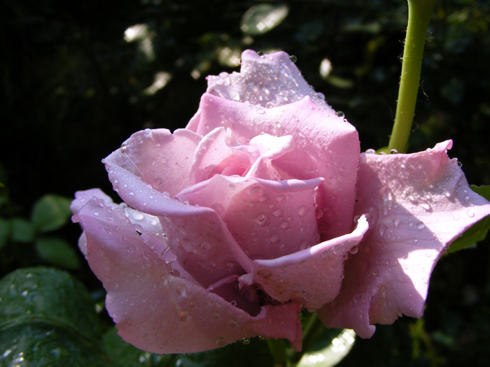 Mainzer Fastnacht-(Sissi)-(Blue Moon); Thea hybrid,floare mare ,40 petale,de expozitie,parfum mediu(3 puncte din 5),inaltime0,6-1,5m
 Mainzer Fastnacht-(Sissi)-(Blue Moon); Thea hybrid,floare mare ,40 petale,de expozitie,parfum mediu(3 puncte din 5),inaltime0,6-1,5m