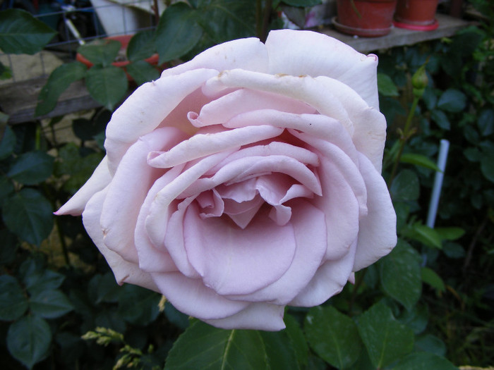 Mainzer Fastnacht-(Sissi)-(Blue Moon); Thea hybrid,floare mare ,40 petale,de expozitie,parfum mediu(3 puncte din 5),inaltime0,6-1,5m
 Mainzer Fastnacht-(Sissi)-(Blue Moon); Thea hybrid,floare mare ,40 petale,de expozitie,parfum mediu(3 puncte din 5),inaltime0,6-1,5m