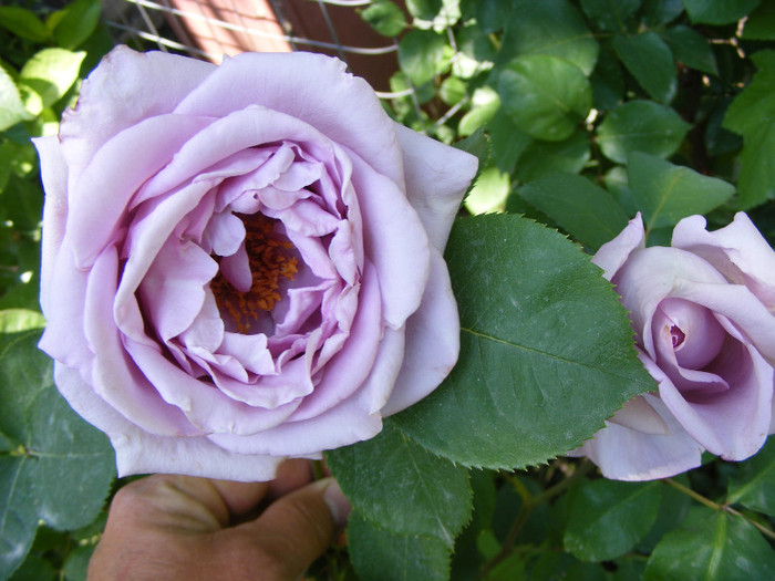 Mainzer Fastnacht-(Sissi)-(Blue Moon); Thea hybrid,floare mare ,40 petale,de expozitie,parfum mediu(3 puncte din 5),inaltime0,6-1,5m
 Mainzer Fastnacht-(Sissi)-(Blue Moon); Thea hybrid,floare mare ,40 petale,de expozitie,parfum mediu(3 puncte din 5),inaltime0,6-1,5m