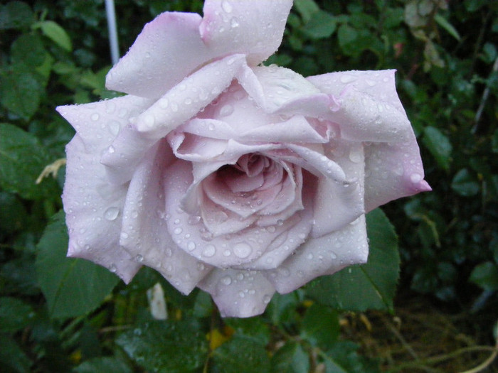 Mainzer Fastnacht-(Sissi)-(Blue Moon); Thea hybrid,floare mare ,40 petale,de expozitie,parfum mediu(3 puncte din 5),inaltime0,6-1,5m
 Mainzer Fastnacht-(Sissi)-(Blue Moon); Thea hybrid,floare mare ,40 petale,de expozitie,parfum mediu(3 puncte din 5),inaltime0,6-1,5m