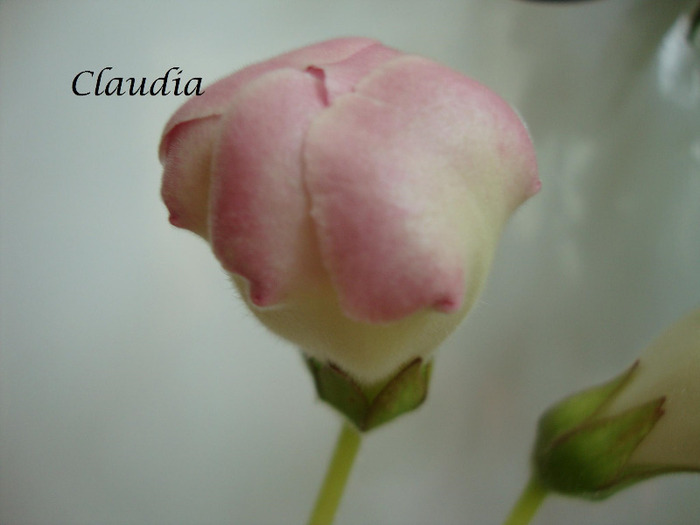 rosalinda - 1T gloxinia