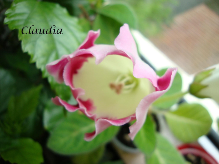 rosalinda - 1T gloxinia