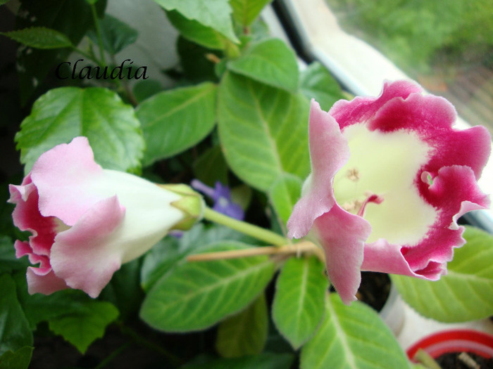 DSC02745 - 1T gloxinia