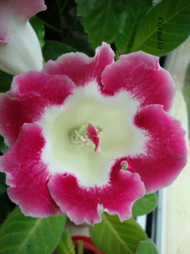 DSC02754 - 1T gloxinia