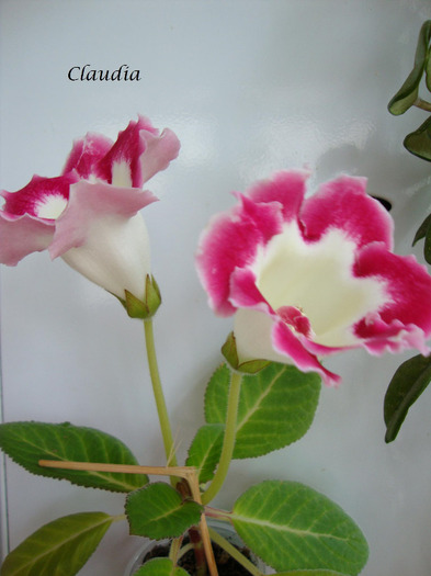 DSC02758 - 1T gloxinia