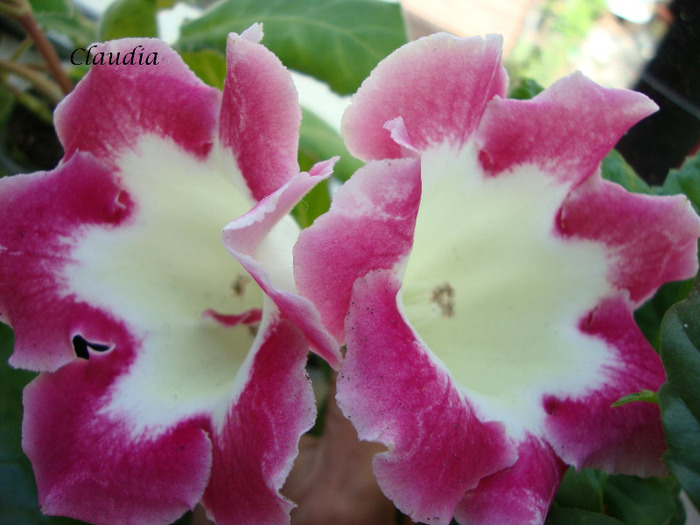 DSC02759 - 1T gloxinia