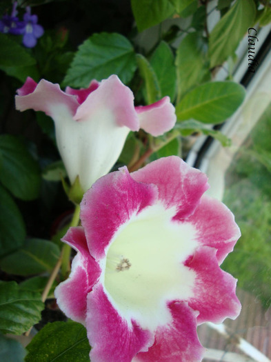 DSC02761 - 1T gloxinia