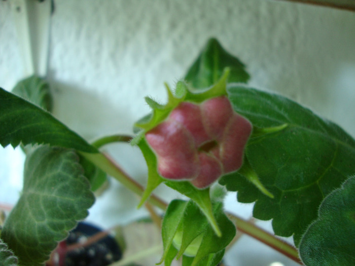 tigrina red - 1T gloxinia