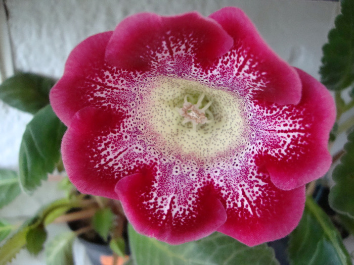 tigrina red - 1T gloxinia