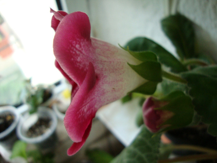 DSC02932 - 1T gloxinia