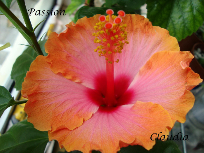 Passion - 0 hibiscus