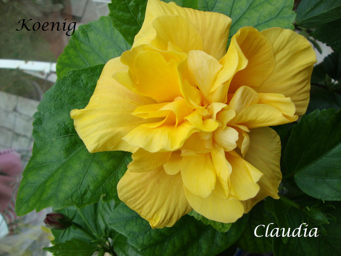 DSC02542 - 0 hibiscus