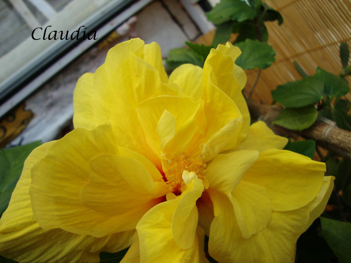 DSC02606 - 0 hibiscus