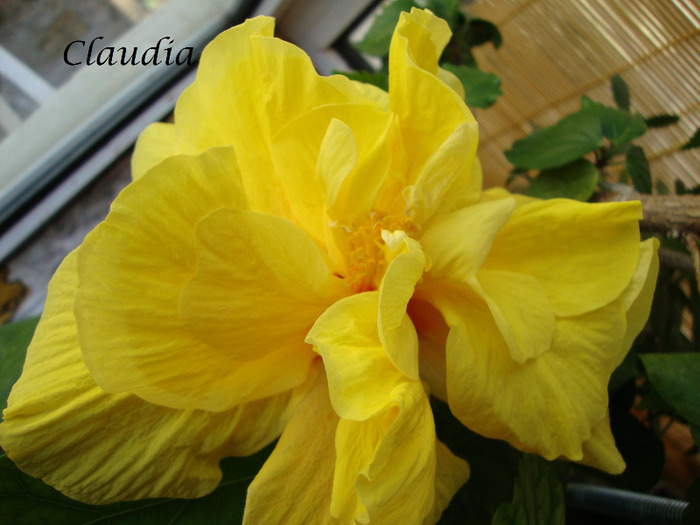 DSC02607 - 0 hibiscus