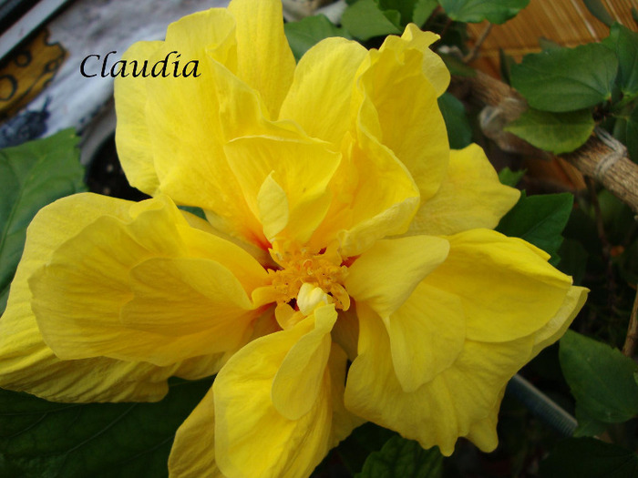 DSC02608 - 0 hibiscus