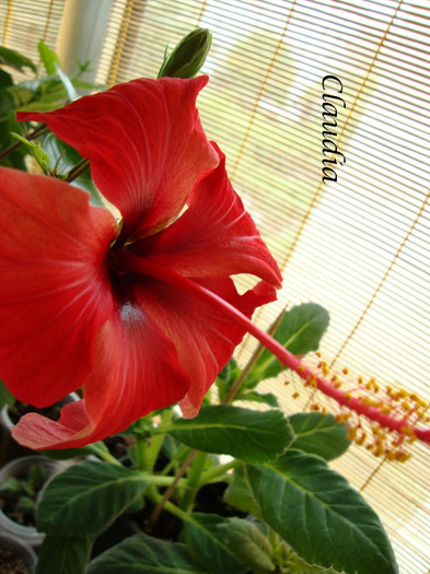 DSC02746 - 0 hibiscus