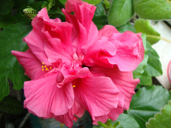 DSC02815 - 0 hibiscus