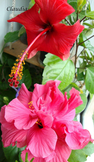 DSC02816 - 0 hibiscus