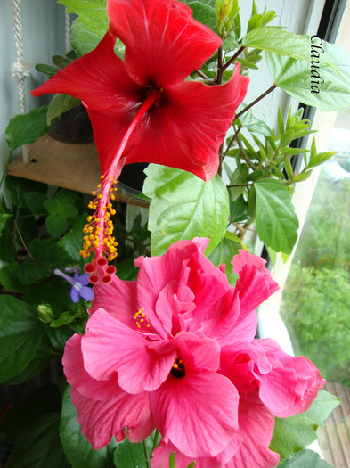 DSC02817 - 0 hibiscus