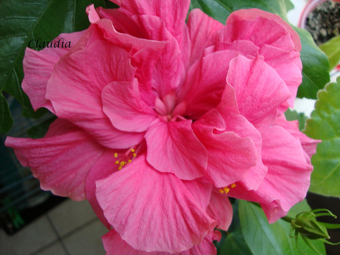 DSC02820 - 0 hibiscus
