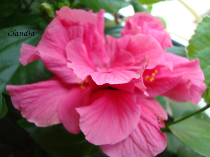 DSC02821 - 0 hibiscus