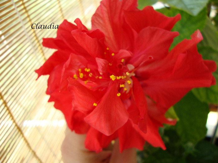 DSC02838 - 0 hibiscus