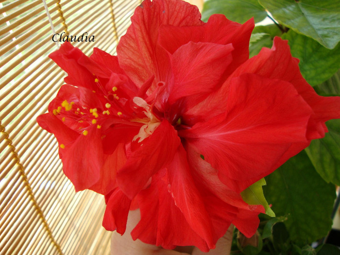 DSC02839 - 0 hibiscus