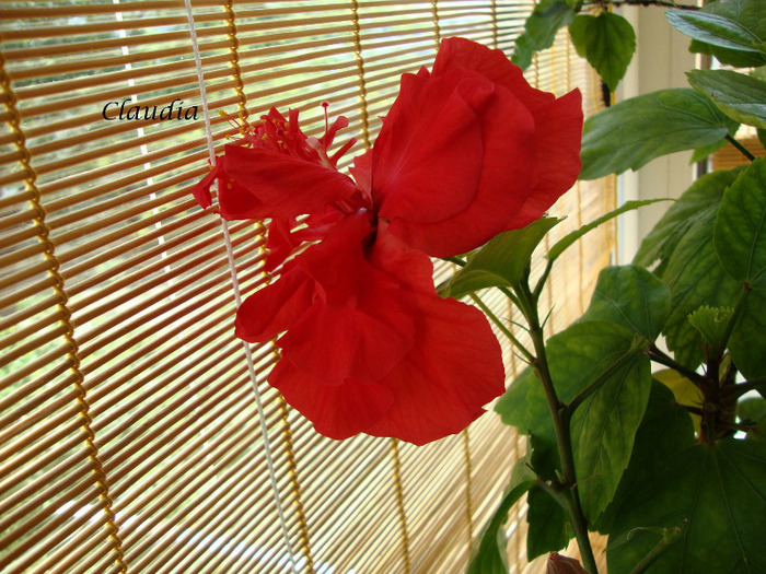 DSC02840 - 0 hibiscus