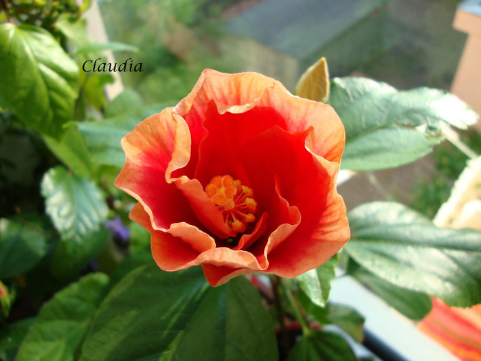 DSC02849 - 0 hibiscus