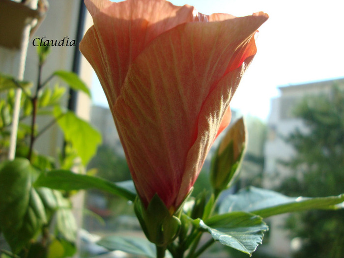DSC02850 - 0 hibiscus