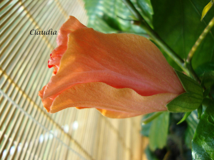 DSC02858 - 0 hibiscus