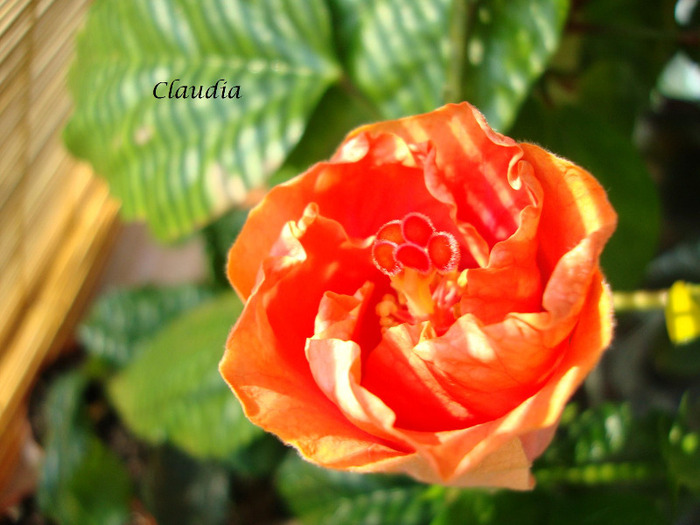 Passion - 0 hibiscus