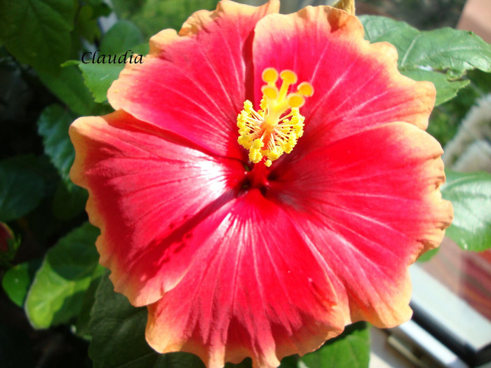 oberon - 0 hibiscus