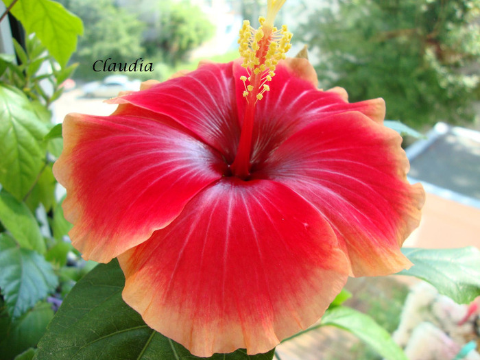 oberon - 0 hibiscus