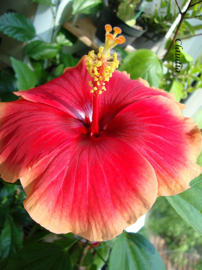 DSC02862 - 0 hibiscus
