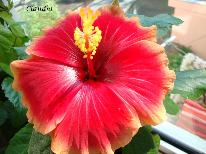 DSC02863 - 0 hibiscus