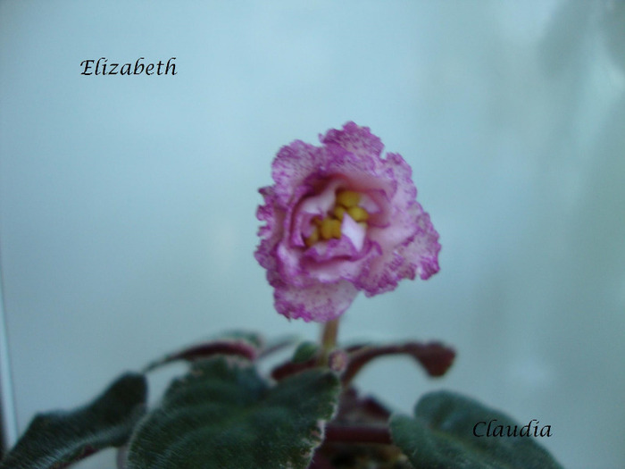 DSC02785 - 0 violete