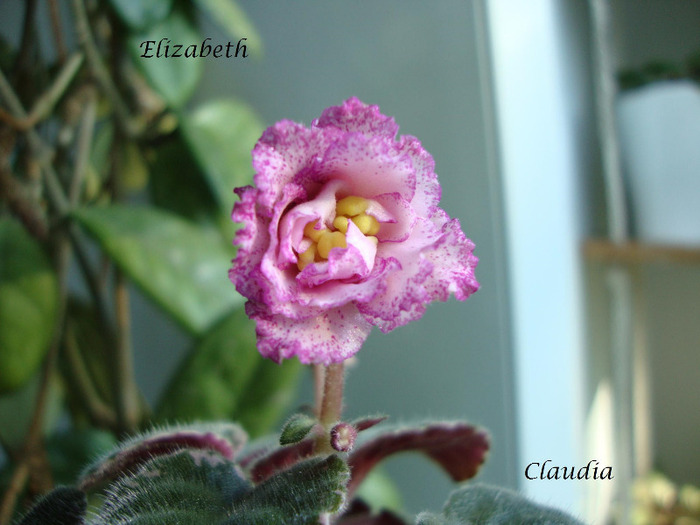 DSC02787 - 0 violete